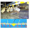 Full automatic poultry nipple drinking system for Broilers and Breeders